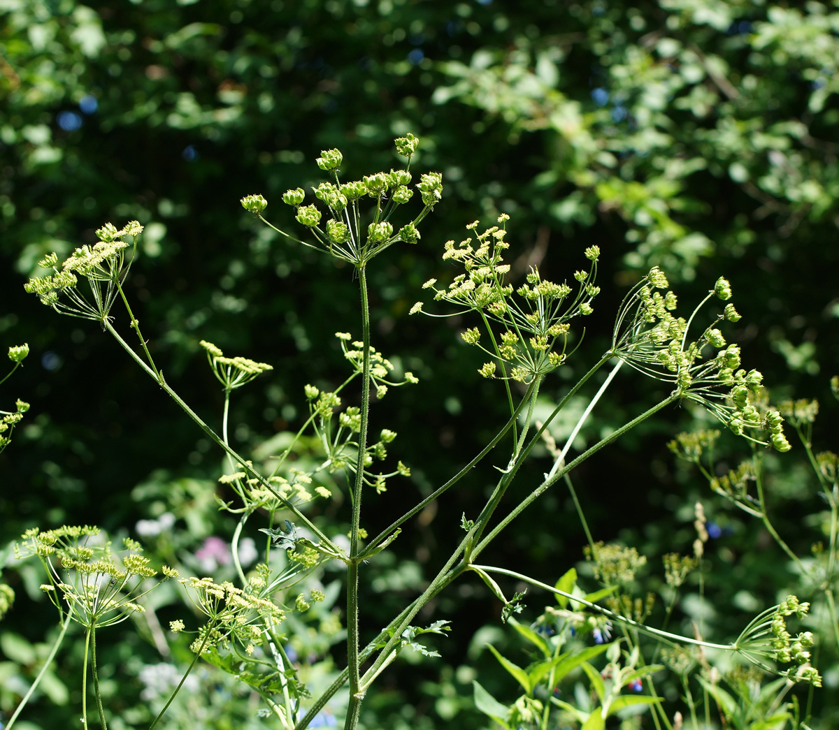 Изображение особи Heracleum sibiricum.