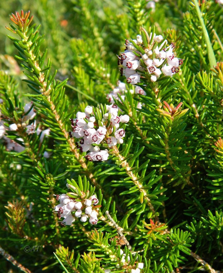 Image of genus Erica specimen.