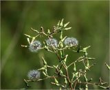 Lactuca serriola