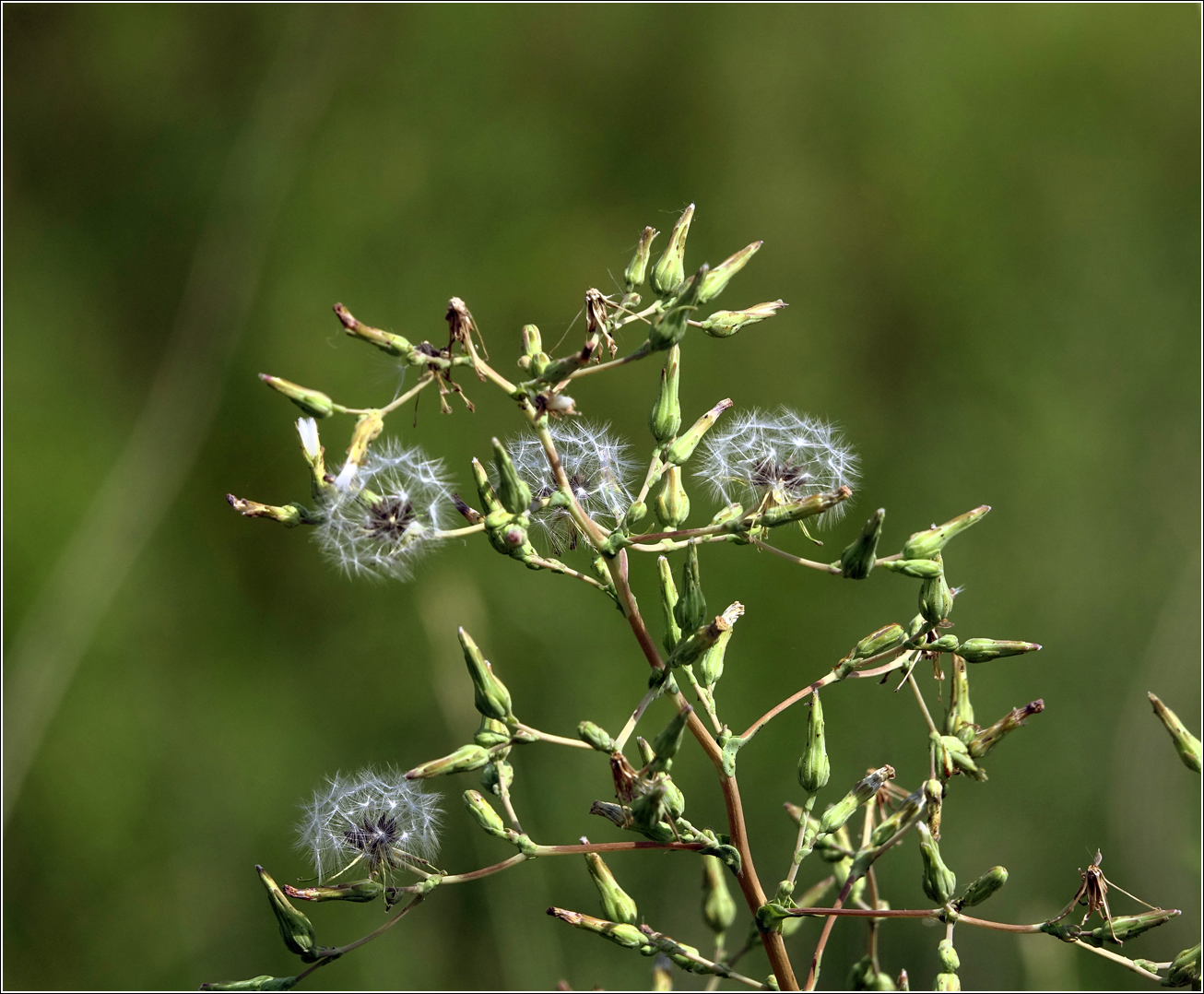 Изображение особи Lactuca serriola.