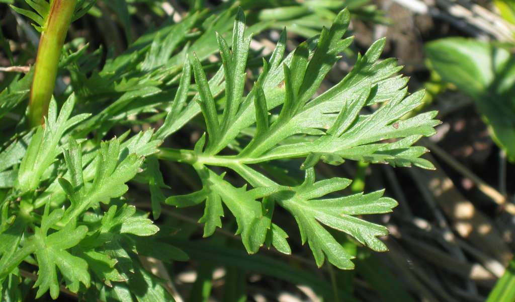 Image of Artemisia arctica specimen.