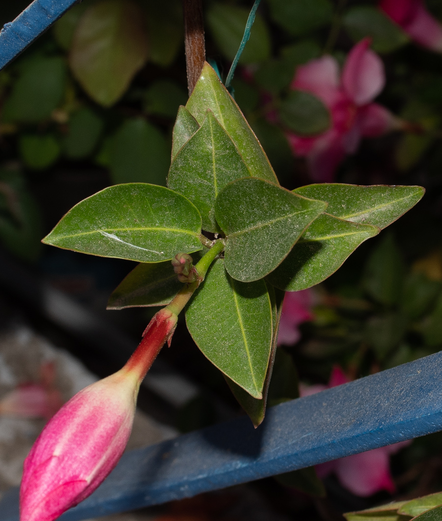 Image of Mandevilla sanderi specimen.