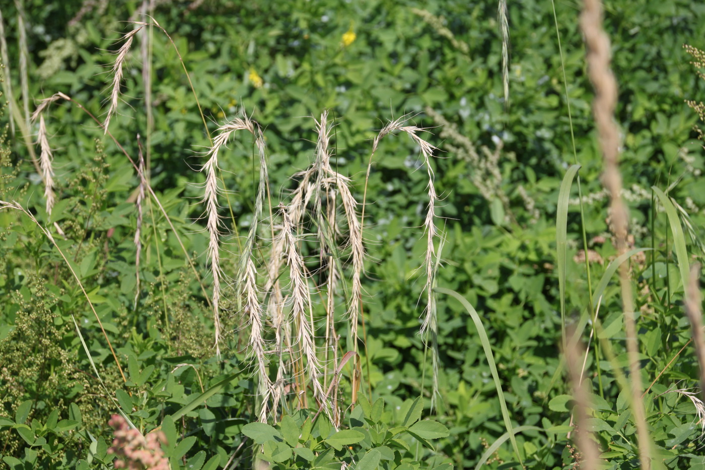 Image of Elymus sibiricus specimen.