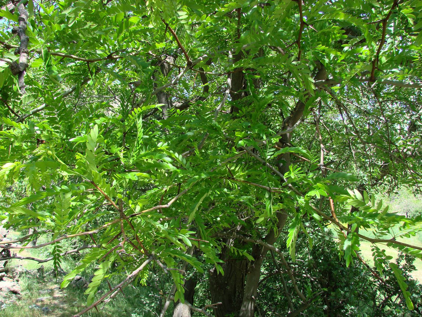 Изображение особи Gleditsia caspia.