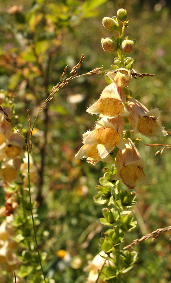 Изображение особи Digitalis ciliata.