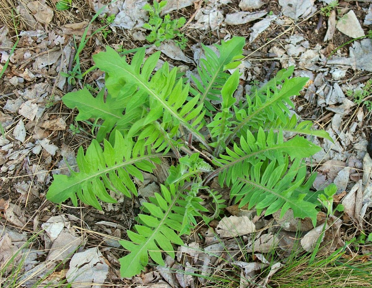 Image of Klasea radiata specimen.