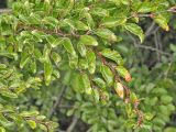 Nothofagus pumilio. Часть ветви. Аргентина, пров. Санта Круз, нац. парк Лос-Гласьярес, берег оз. Архентино напротив ледника Перито Морено, у смотровой площадки. 15.03.2014.