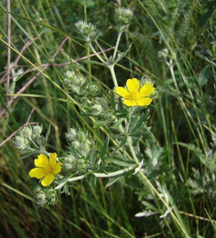 Изображение особи Potentilla impolita.