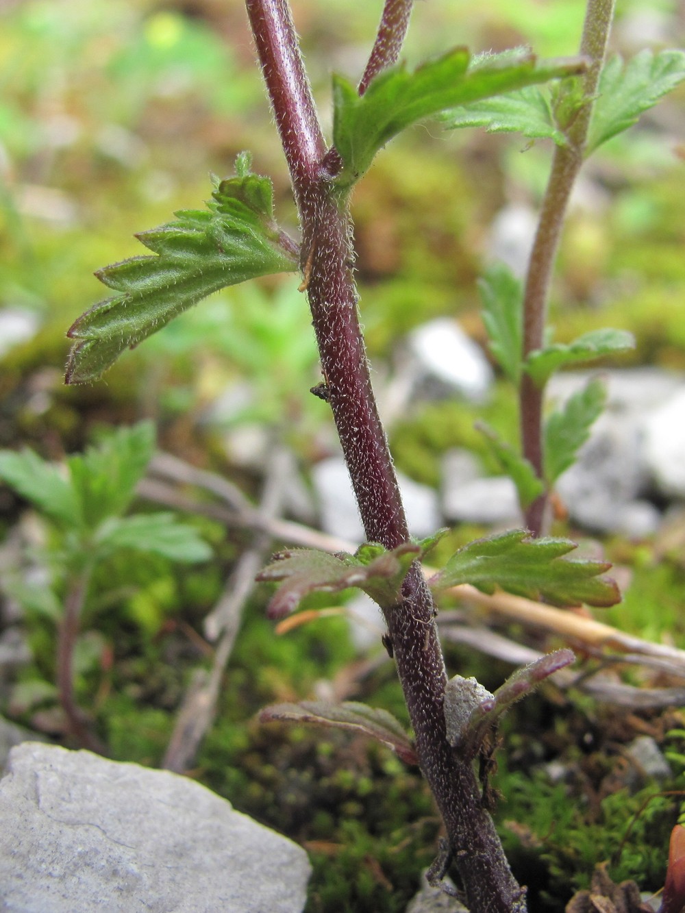 Image of Euphrasia caucasica specimen.