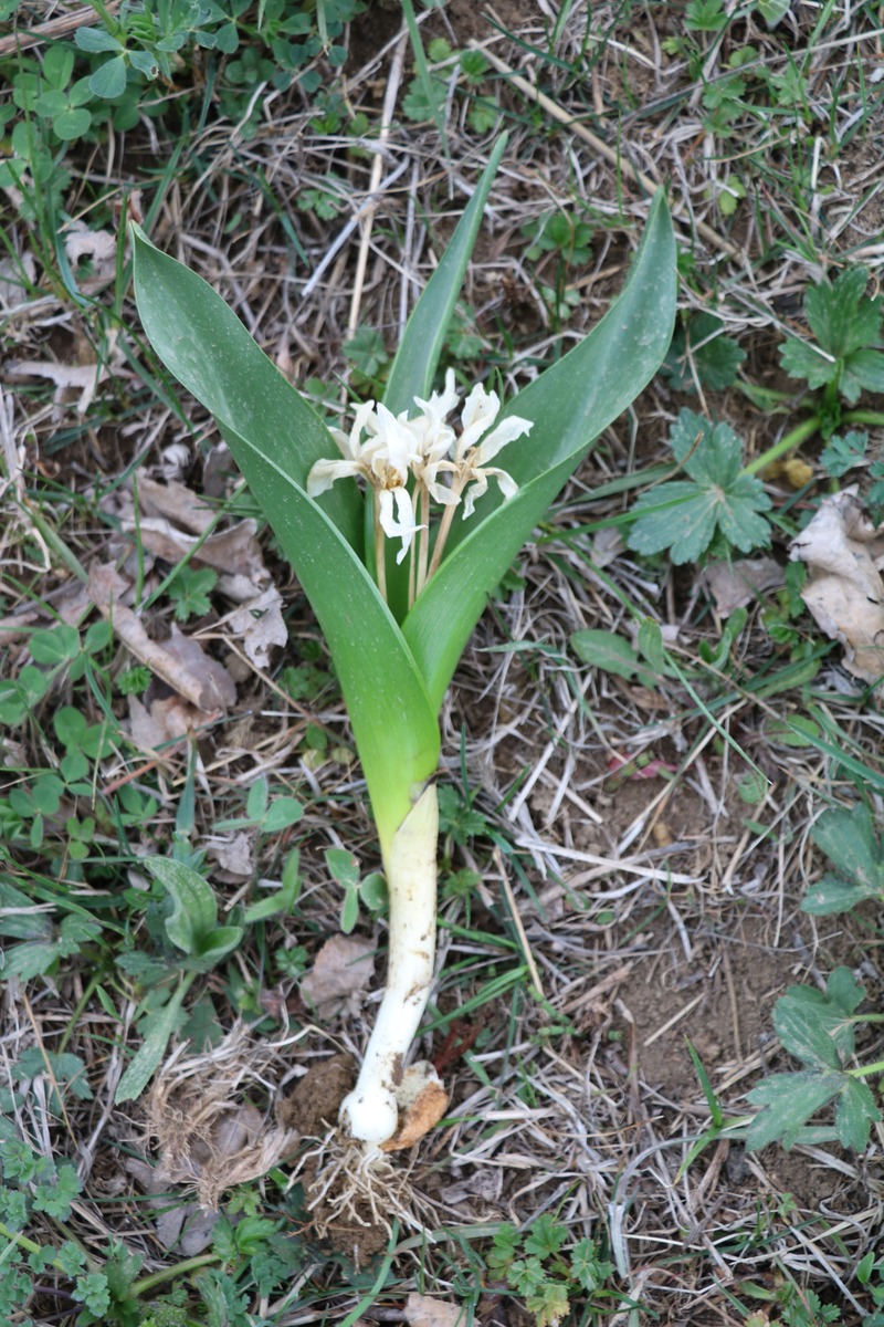 Изображение особи семейство Hyacinthaceae.