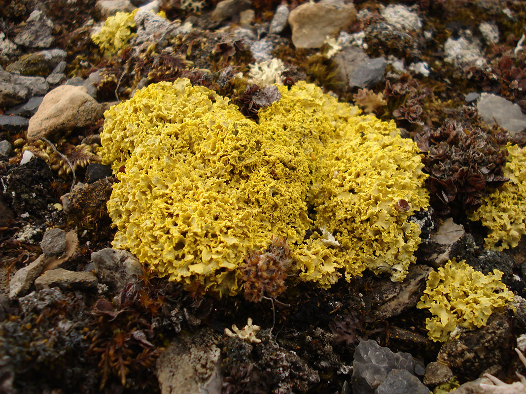 Image of Vulpicida tilesii specimen.