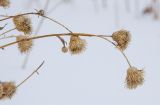 род Centaurea