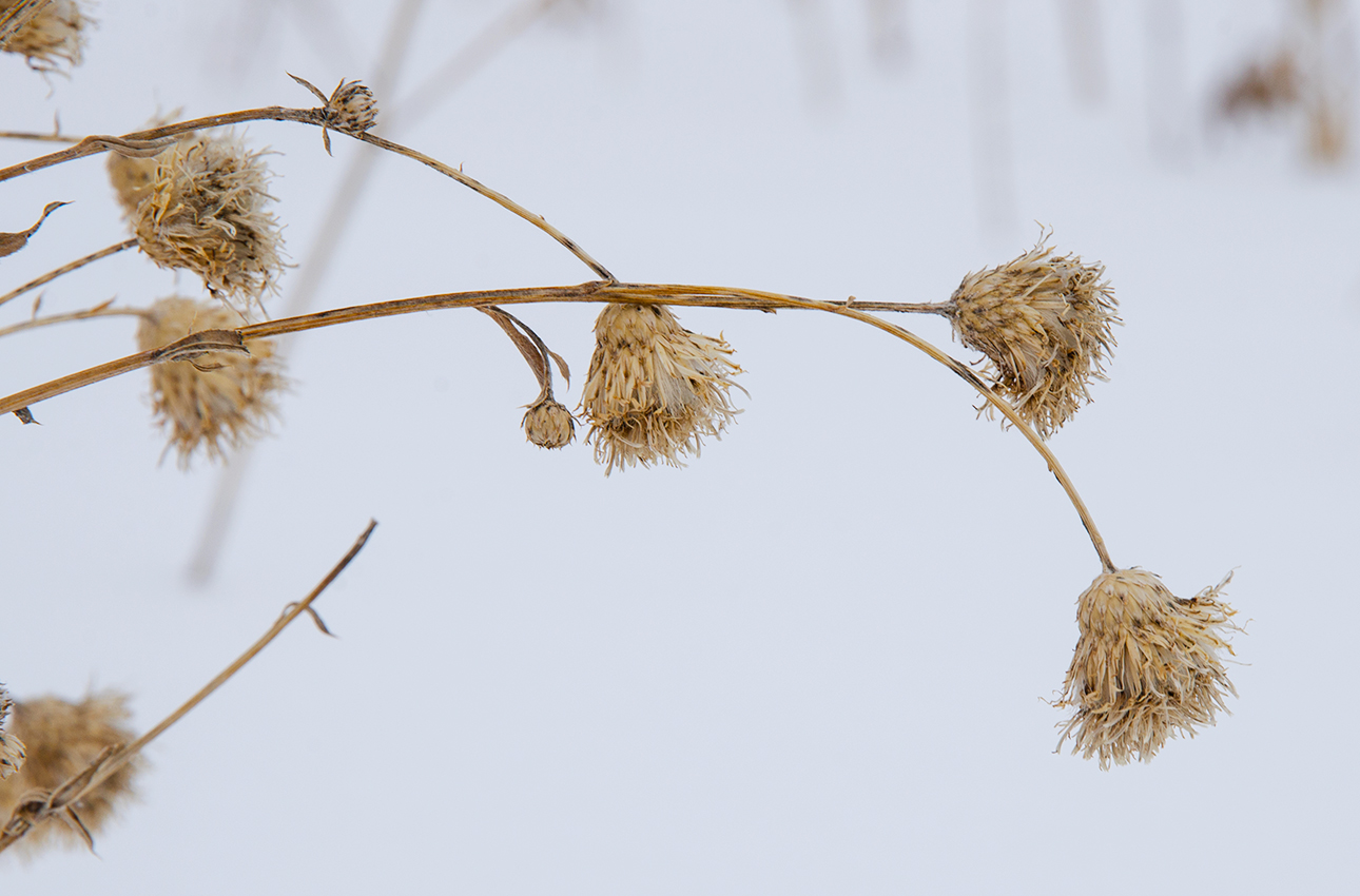 Image of genus Centaurea specimen.