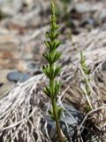 Equisetum arvense