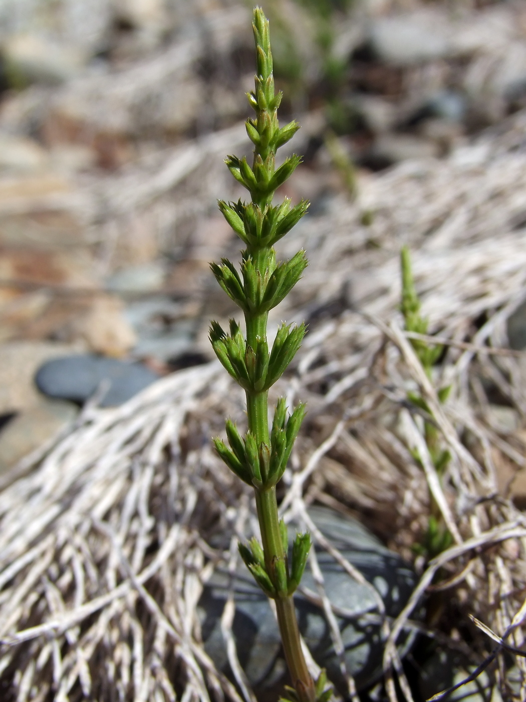 Изображение особи Equisetum arvense.