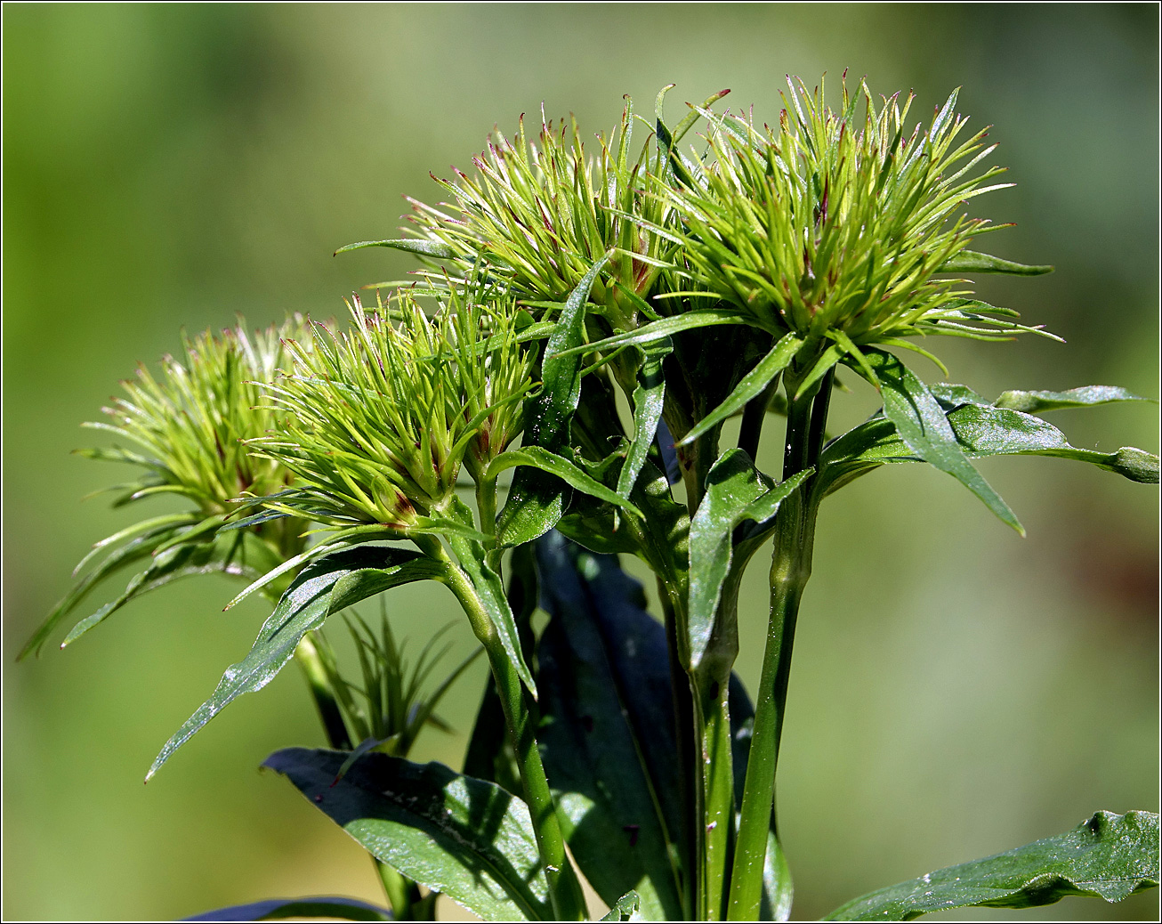 Image of Dianthus barbatus specimen.