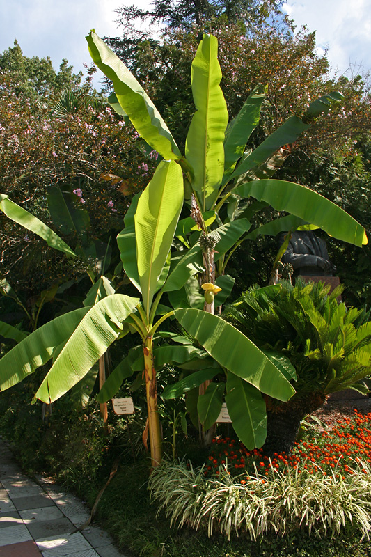 Image of Musa basjoo specimen.