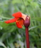 Phelypaea coccinea