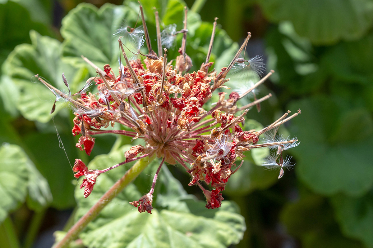 Изображение особи Pelargonium hortorum.