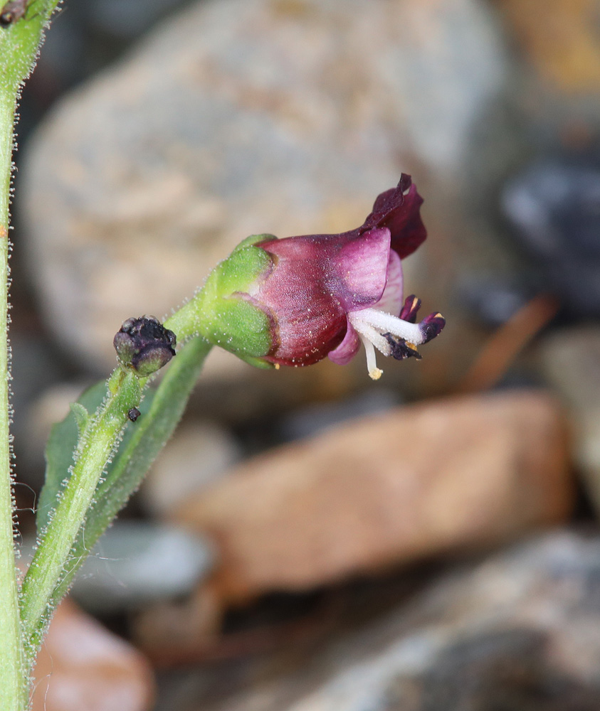 Изображение особи Scrophularia incisa.