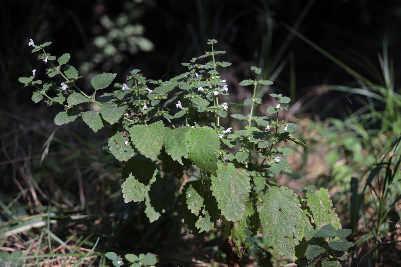 Image of Melissa officinalis specimen.