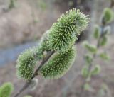 Salix cinerea