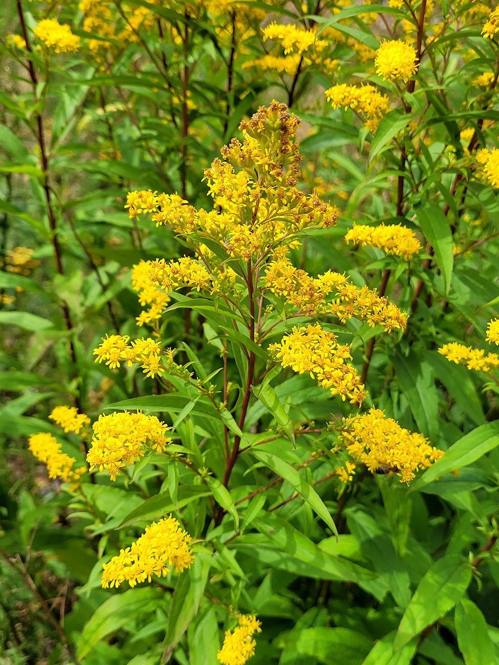 Image of Solidago × snarskisii specimen.