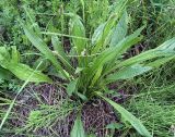 Plantago lanceolata. Зацветающее растение. Чувашия, окр. г. Шумерля, пойма р. Сура, ниже устья р. Шумерлинка. 4 июня 2005 г.