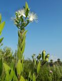 Myrtus communis