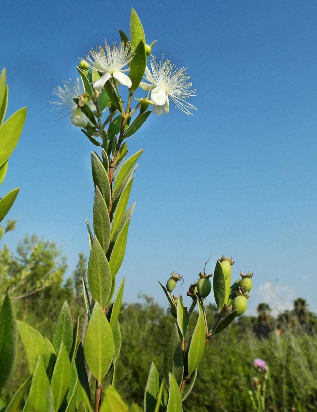 Изображение особи Myrtus communis.