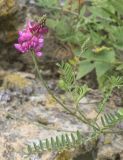Onobrychis biebersteinii