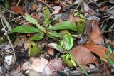 Nepenthes ampullaria. Растение с листьями и ловчими кувшинчиками. Малайзия, штат Саравак, национальный парк \"Бако\". 30.04.2008.