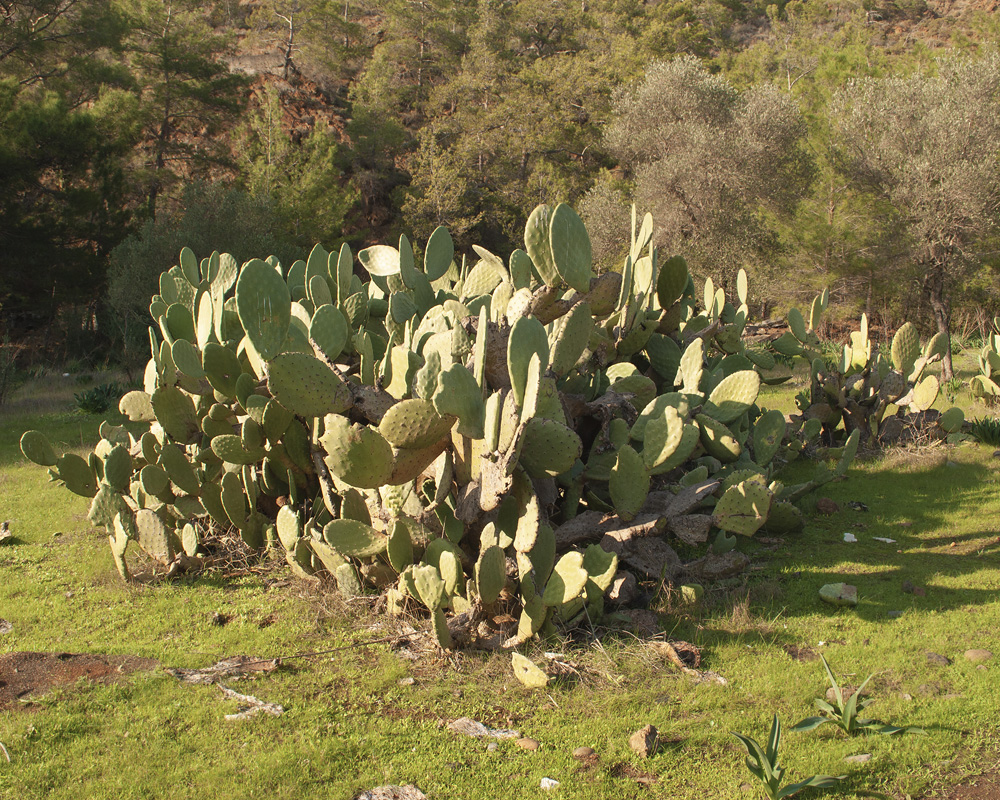 Изображение особи Opuntia ficus-indica.