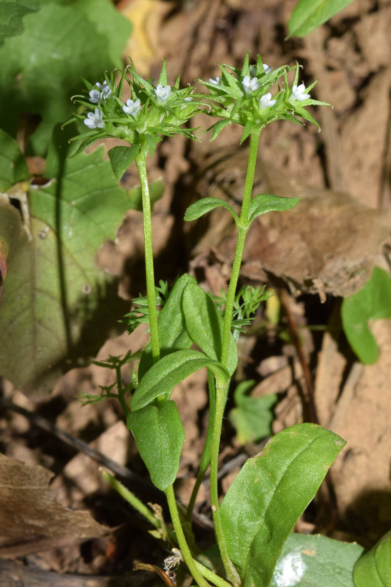 Изображение особи Valerianella dactylophylla.