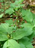 Actaea erythrocarpa. Соплодие с незрелыми плодами. Якутия, Мирнинский р-н, окр. пос. Светлый, прибрежная лесная зона р. Вилюй. 27.06.2009.