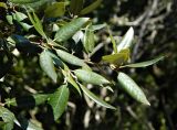 Quercus ilex