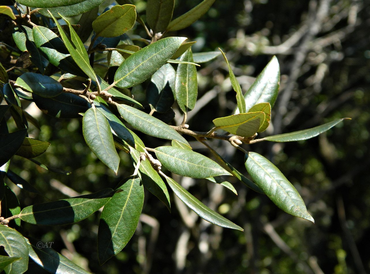 Изображение особи Quercus ilex.