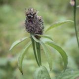 Centaurea phrygia. Верхушка плодоносящего растения. Москва, ГБС РАН, газон. 15.09.2022.