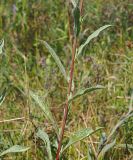 Centaurea jacea. Средняя часть побега. Ульяновская обл., Мелекесский р-н, окр. с. Степная Васильевка, солоноватый луг в пойме старицы. 07.08.2022.