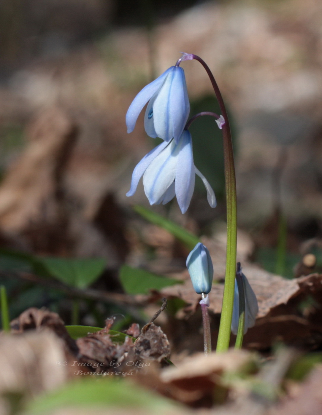 Изображение особи Scilla winogradowii.