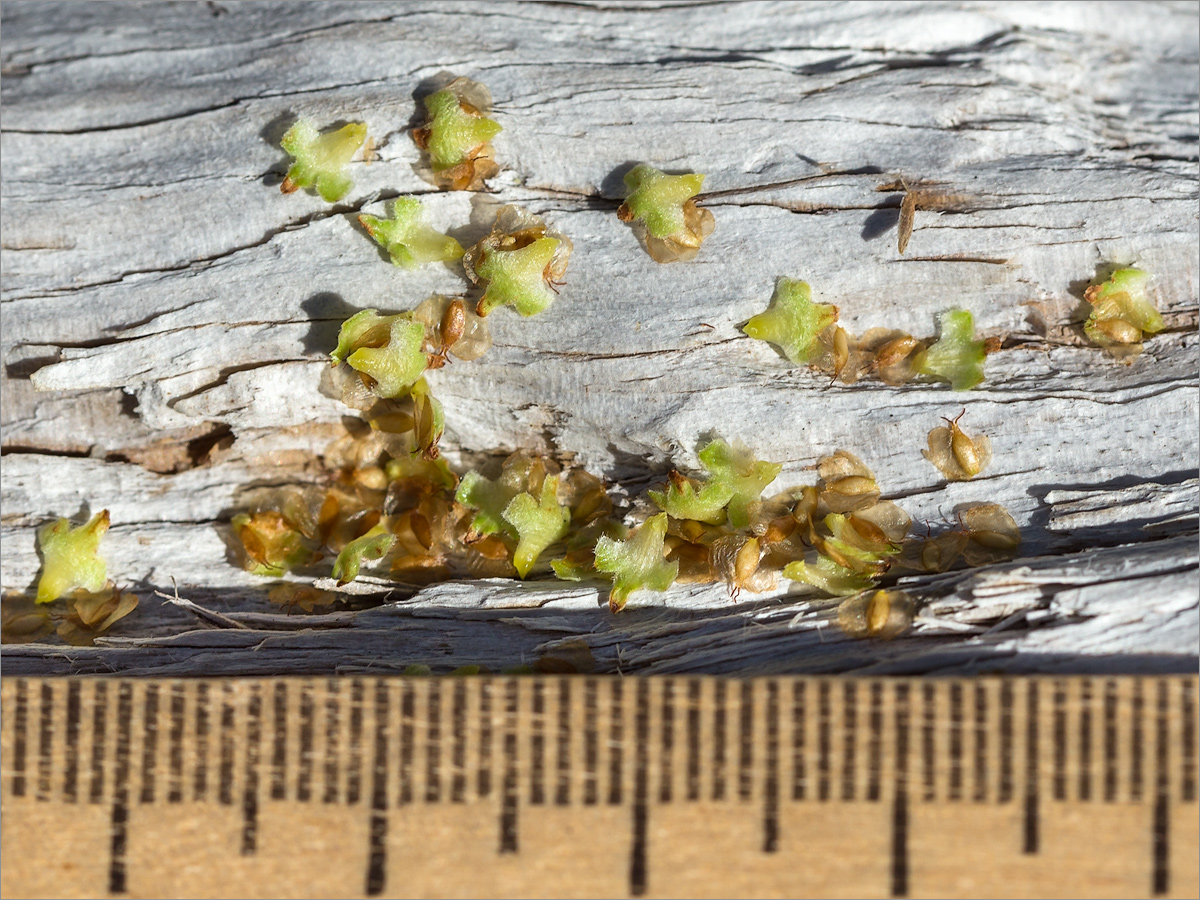 Image of Betula subarctica specimen.