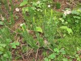 Lycopodium annotinum. Побеги со спороносными колосками. Беларусь, Гродненская обл., Новогрудский р-н, ур. Ботаровский лес, ельник кислично-мшистый. 07.09.2021.