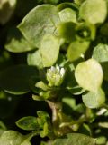 Stellaria media