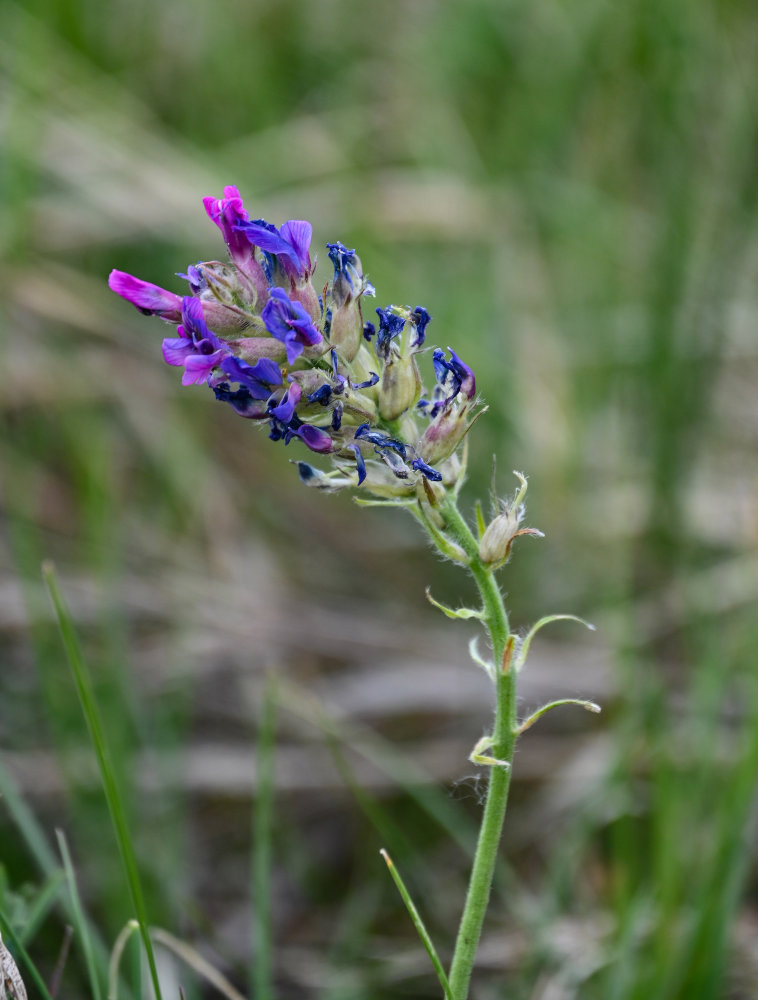 Image of Oxytropis campanulata specimen.