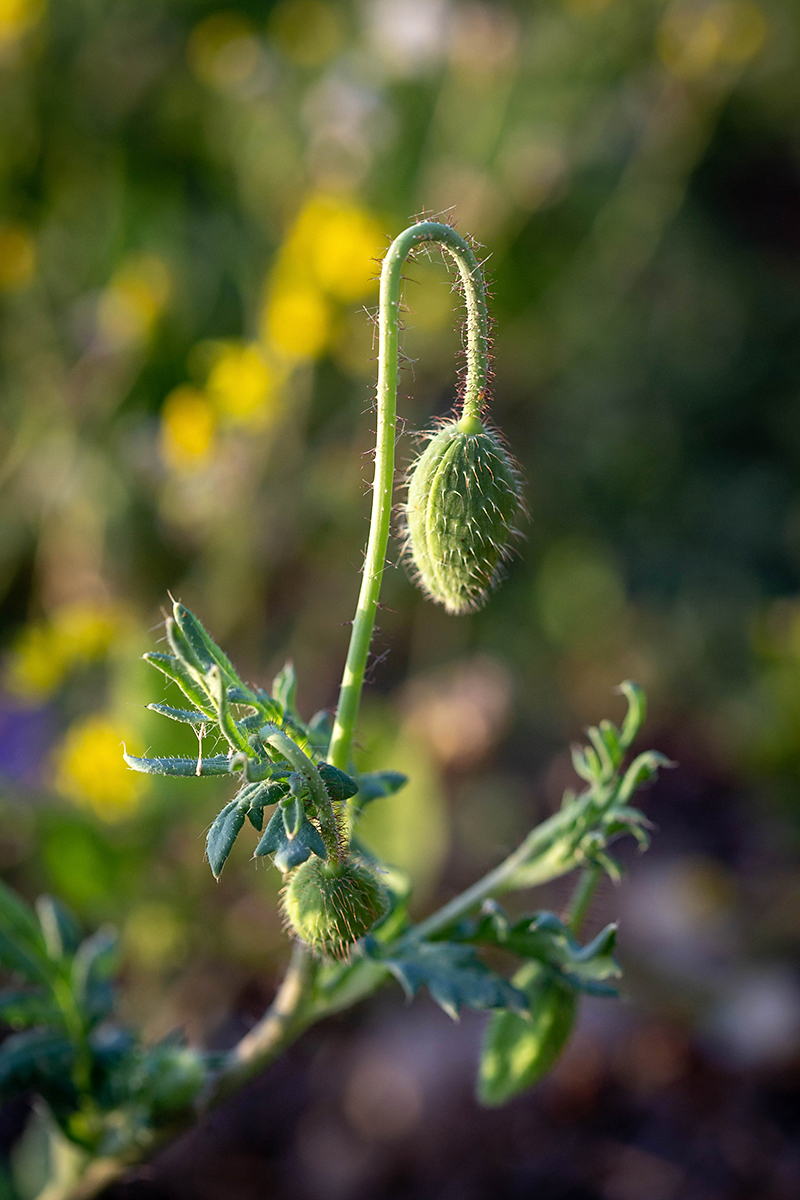 Image of Papaver umbonatum specimen.