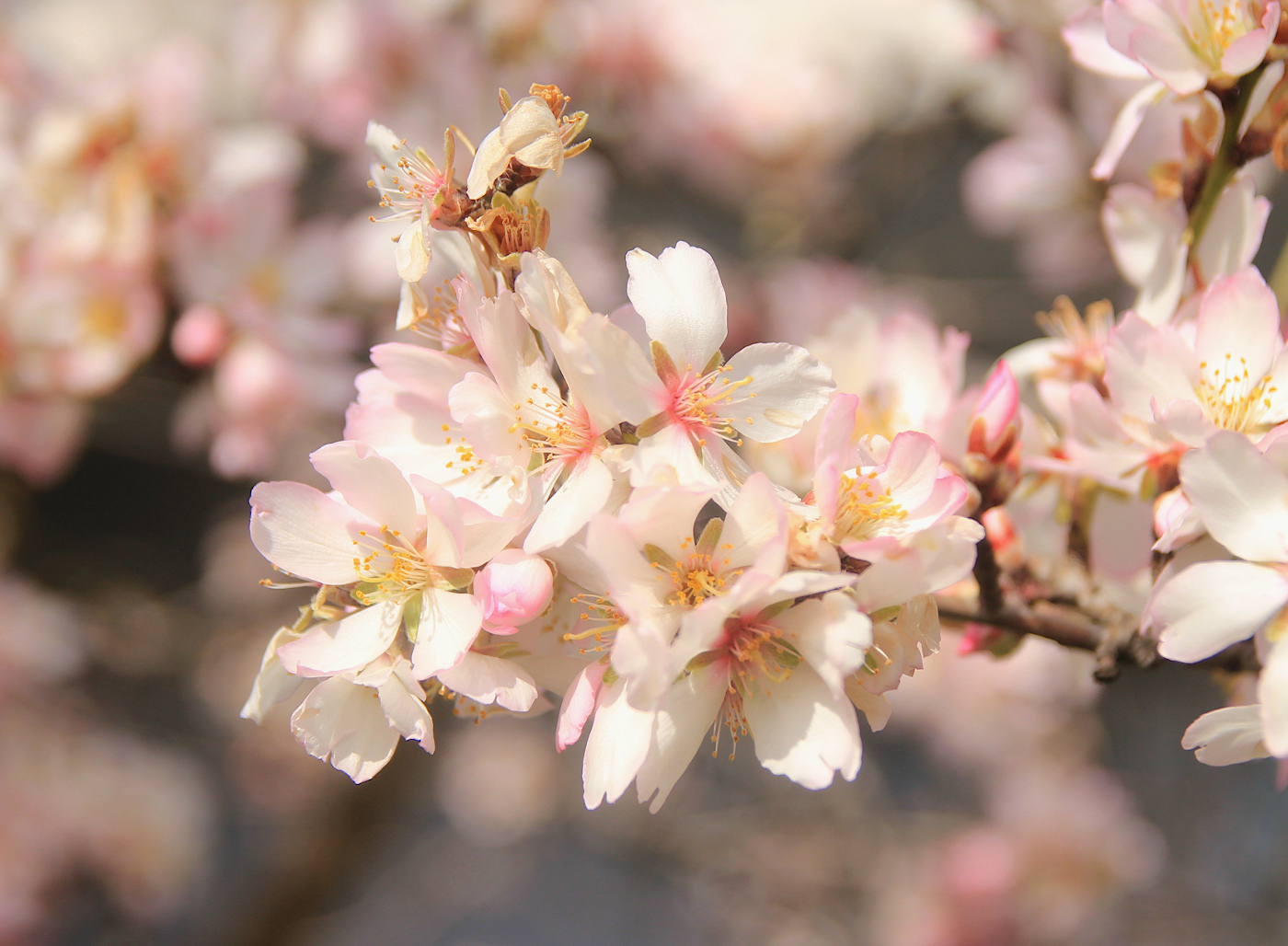 Изображение особи Amygdalus communis.