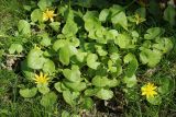 View full-size image Ficaria verna