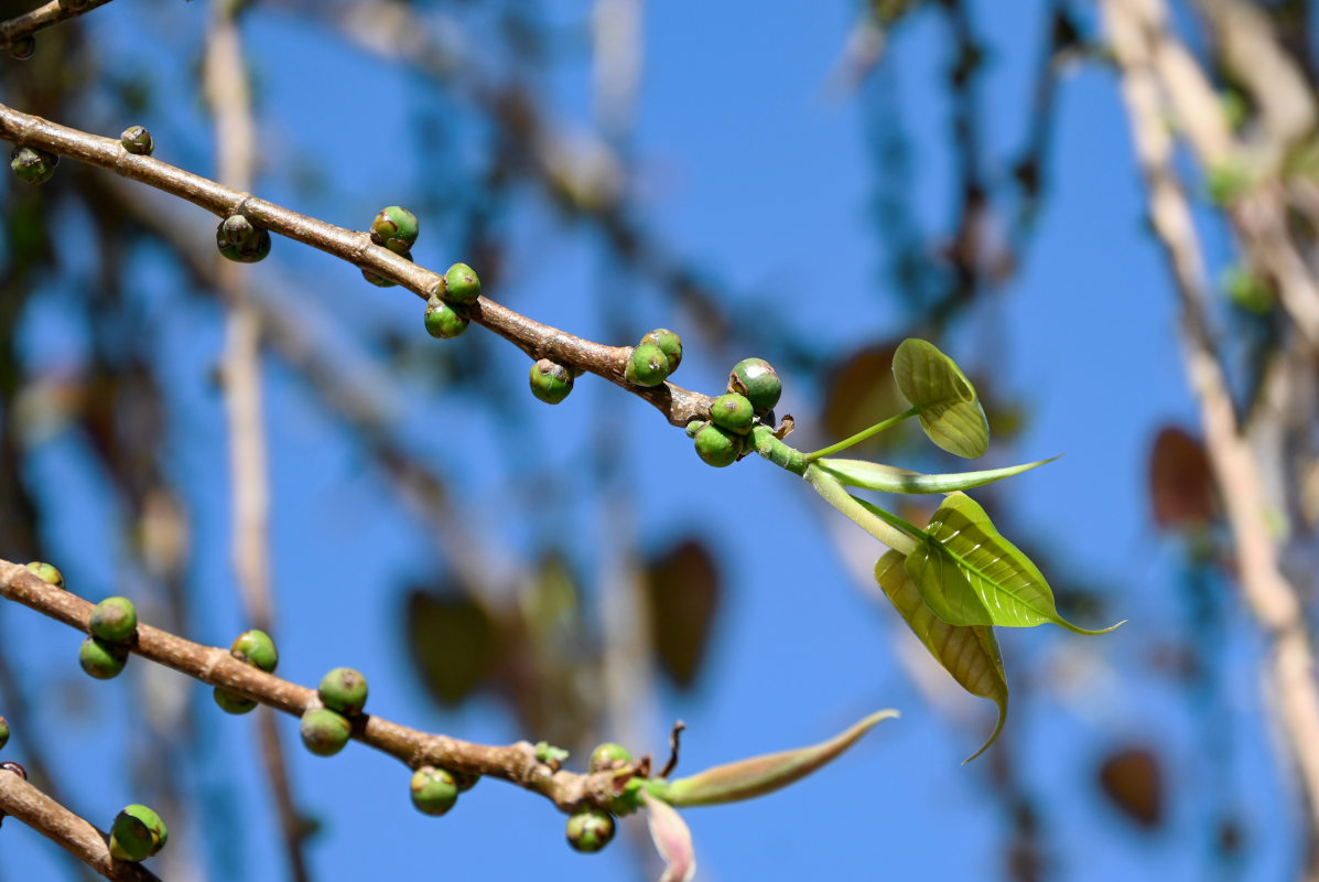 Изображение особи Ficus religiosa.