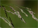 Deschampsia cespitosa