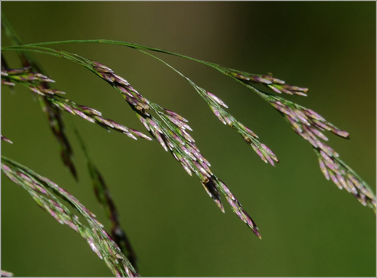 Image of Deschampsia cespitosa specimen.